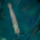 An illustration shows S. bideni as it would look in life at center, in an aquatic Carboniferous environment.
